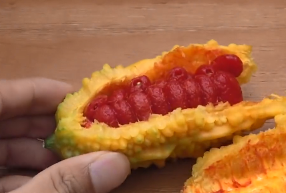 露出整齐的红色的瓜瓤,而这就是癞葡萄可食用的部分了,跟苦瓜完全相反