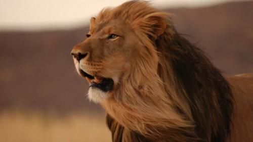 揭秘非洲大陆狮子唯一的天敌面对雄狮毫不畏惧