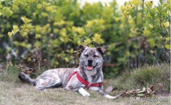 最爱养的五种中华田园犬，四眼铁包金很罕见，第三种有钱也买不到