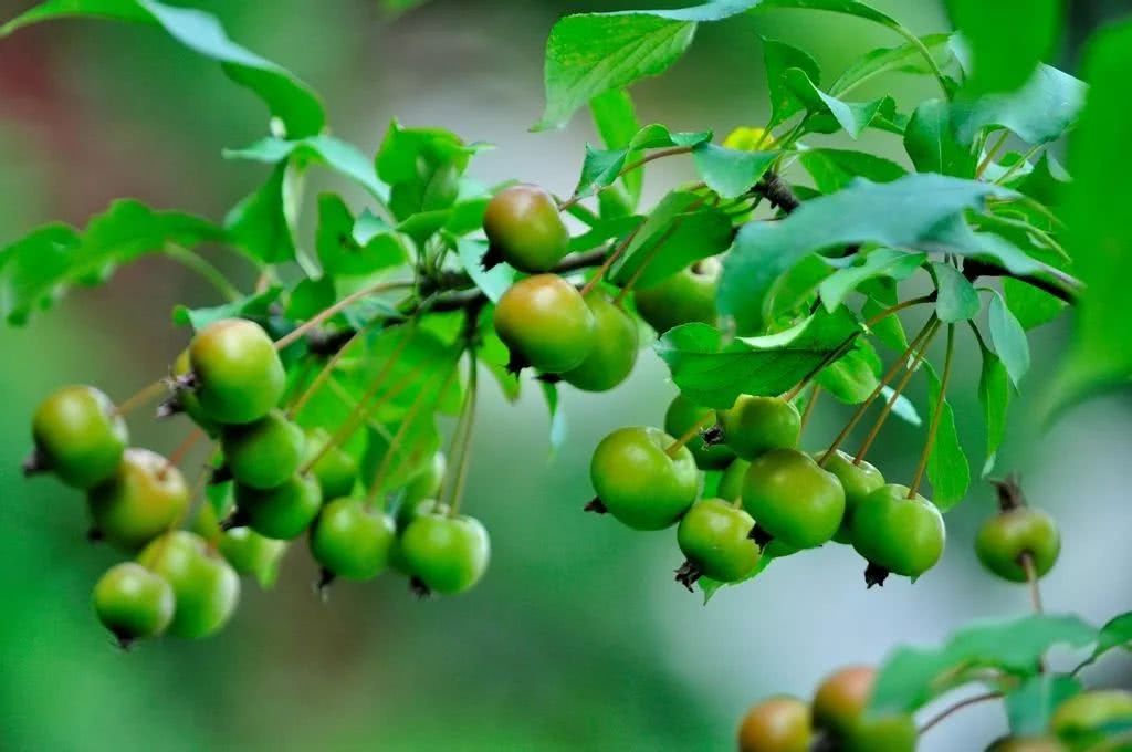 我国吉林长白山地区特有的珍稀植物山楂海棠