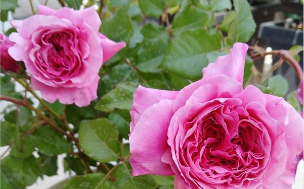 月季神仆浅杯状花型香味淡雅花瓣波浪纹美丽颜色娇艳