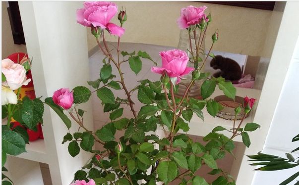 月季神仆浅杯状花型香味淡雅花瓣波浪纹美丽颜色娇艳