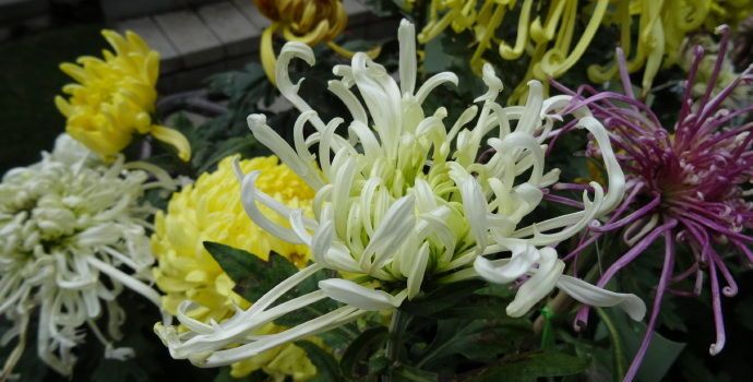 喜欢菊花,不如养盆"菊中珍品"红宝石,似灿烂红霞,红艳美丽