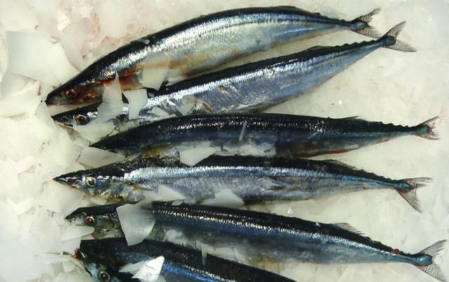 在不少地方,被人们称为马鲛,属于咱们国家北方常见的鱼种,但是这种鱼