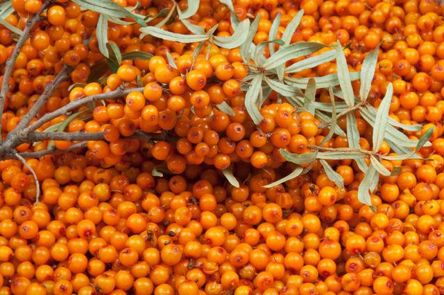 这种果子有着"塞外圣果"之称,更被誉为"维c之王",你吃过吗