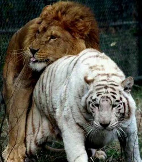 狮王和白虎相爱,它们生下了这头狮虎兽,是它们最好的见证