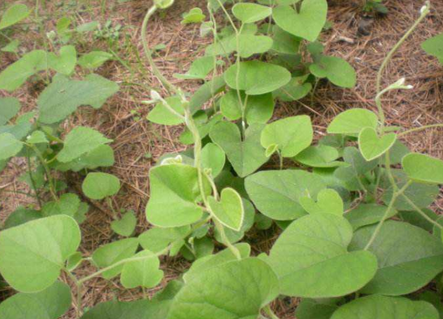 农村一种植物,名叫"寻骨风"农村娃都认识,城里人没见过