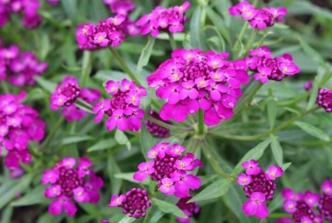 屈曲花的花语是什么有什么特殊意义