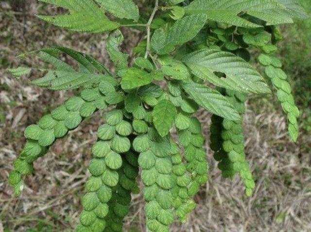 像蜈蚣的1种野草被称为排钱草采集加工后变值钱