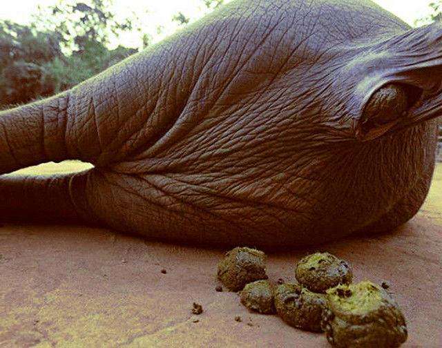 是经亚洲象"自然提炼"出来的,咖啡果是在大象肠胃的消化进程中,酶化