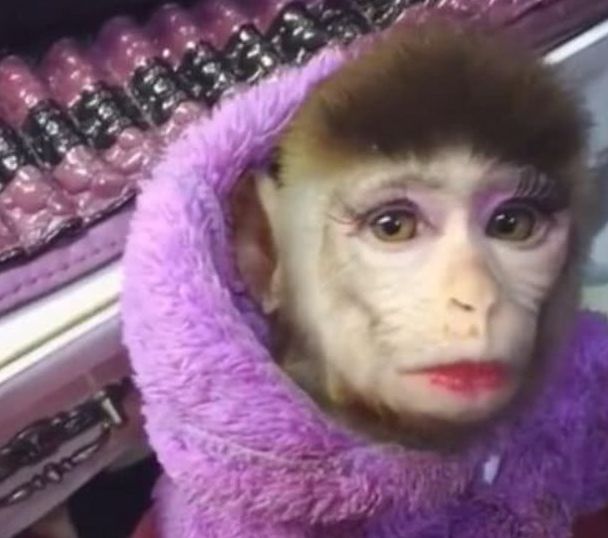 女子突发奇想给猴子化妆,化完后惊艳全场,网友:眉清目秀