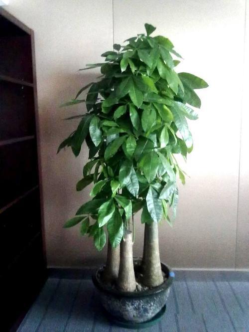 过年养一棵镇宅树,寓意好福气到,红红火火迎新年