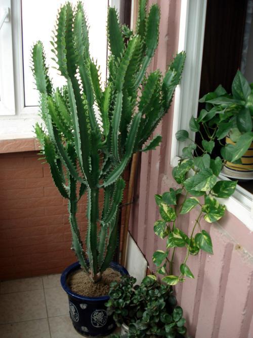 过年养一棵镇宅树,寓意好福气到,红红火火迎新年