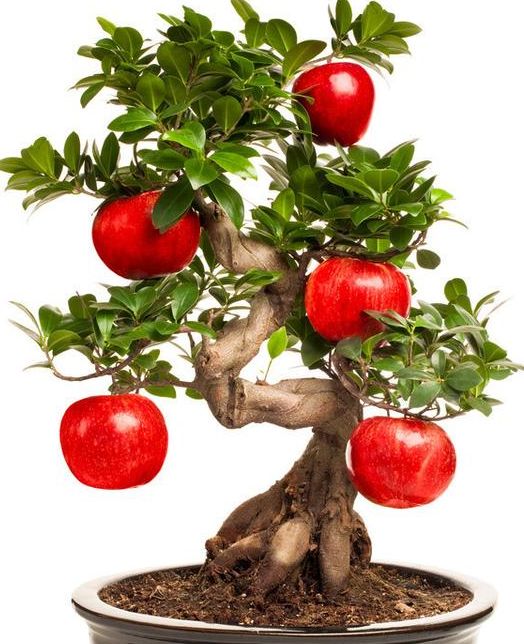 不妨养盆苹果盆栽,既能看又能吃