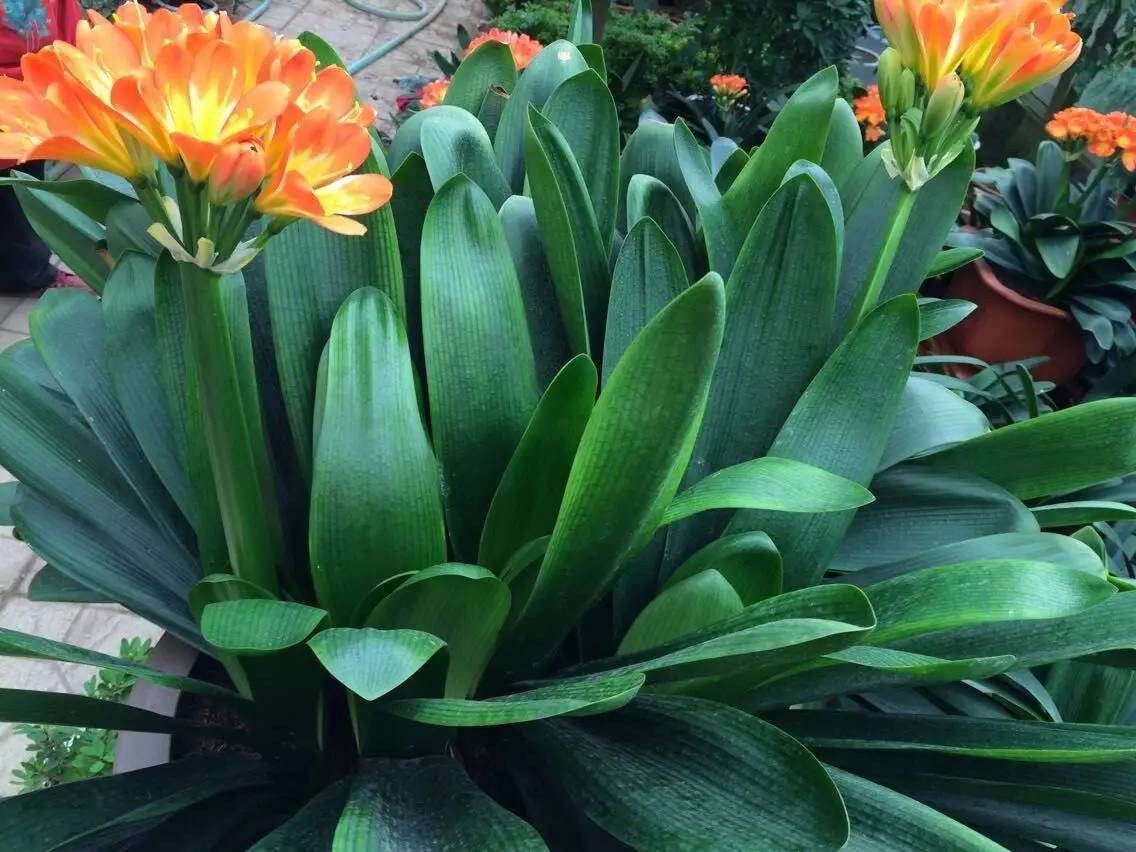 君子兰割头之后开花了怎么办