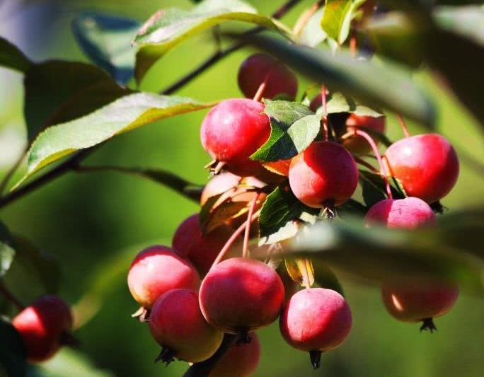 我国吉林长白山地区特有的珍稀植物山楂海棠