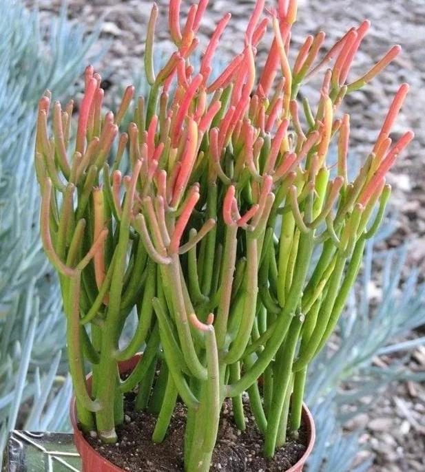 室内盆栽光棍树如何养好?掌握4点需求,轻松蔓延出一大片