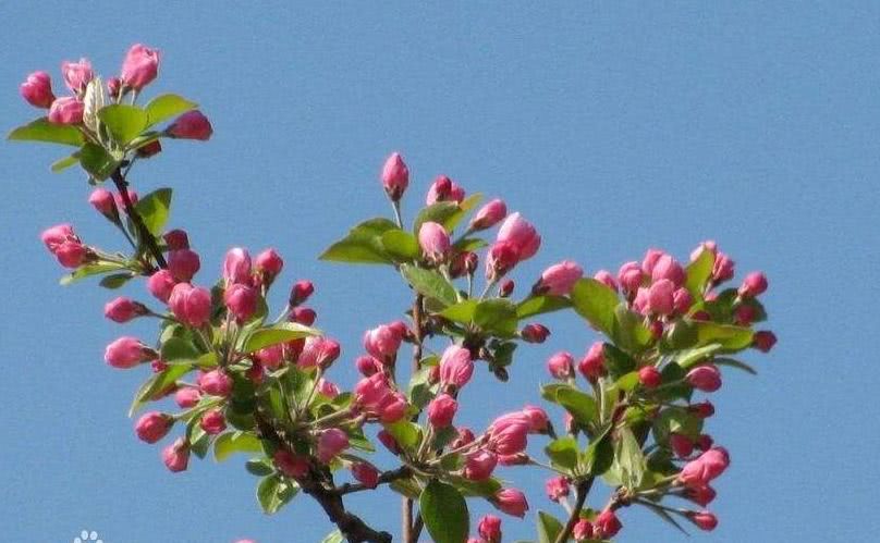 我国吉林长白山地区特有的珍稀植物山楂海棠