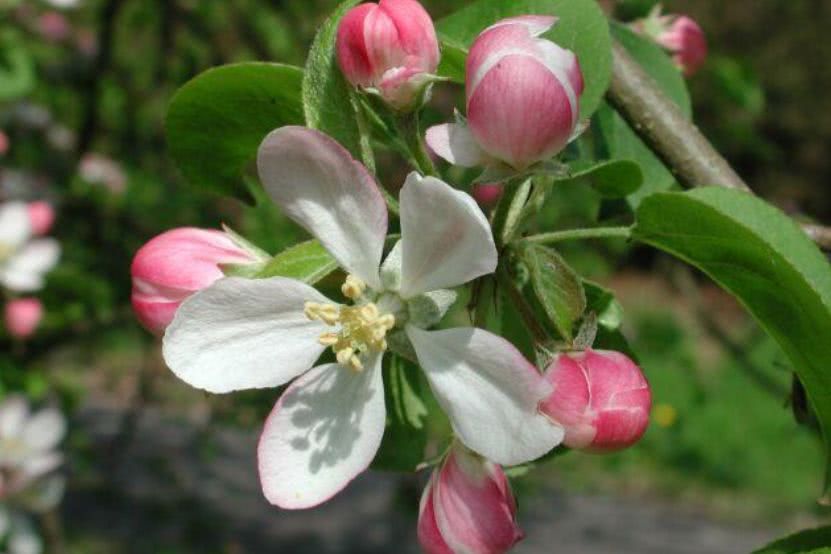 我国吉林长白山地区特有的珍稀植物山楂海棠