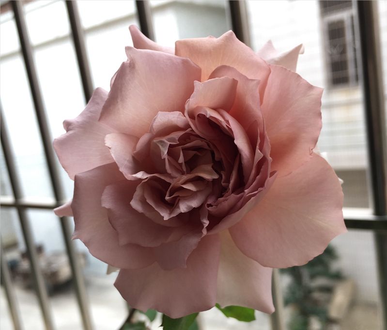 月季大地天使浅杏色的花色略带咖啡色因美而娇贵