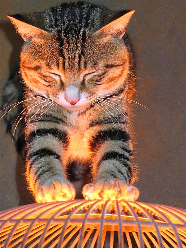 猫咪取暖却被灼伤温水煮青蛙也能放在猫身上冷烫伤不可不防