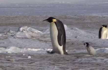 企鹅搞笑摔跤合集!摔跤要从小学起,长大后才会碰瓷