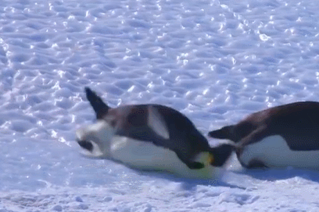 企鹅搞笑摔跤合集!摔跤要从小学起,长大后才会碰瓷