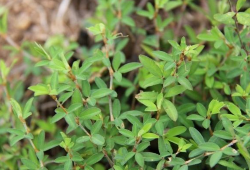 一种健脾利湿很好的野草,叶片形似鸡眼,在农村路边就能摘到很多__财经