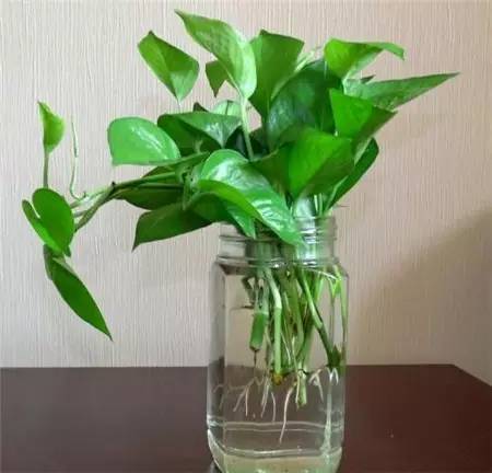 过年摆放在家中,绝对有面|水培|植物|烂根_新浪新闻