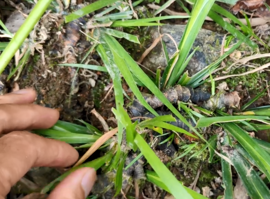 山沟里长着"水蜈蚣",根茎入药价值珍贵,对健忘耳聋很有帮助!