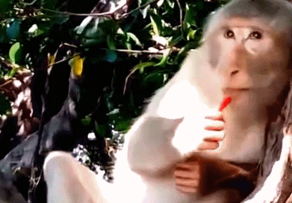 猴子好奇吃了这样的红辣椒, 酸爽后这表情让人心疼