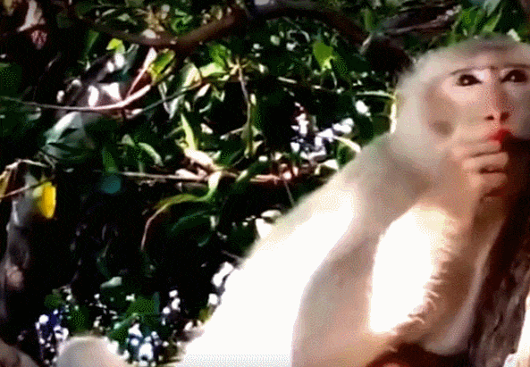 猴子好奇吃了这样的红辣椒, 酸爽后这表情让人心疼