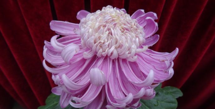 喜欢菊花,就养盆"珍品名菊"洹水紫桂,似粉嫩钻戒,高端大气