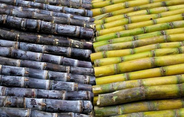 哪个更好吃?不懂就白吃了