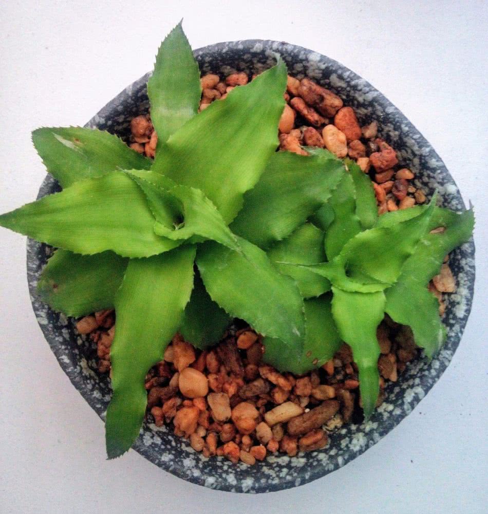 特耐水湿的姬凤梨,阴暗的卫生间也能长好,不过我喜欢将它养阳台