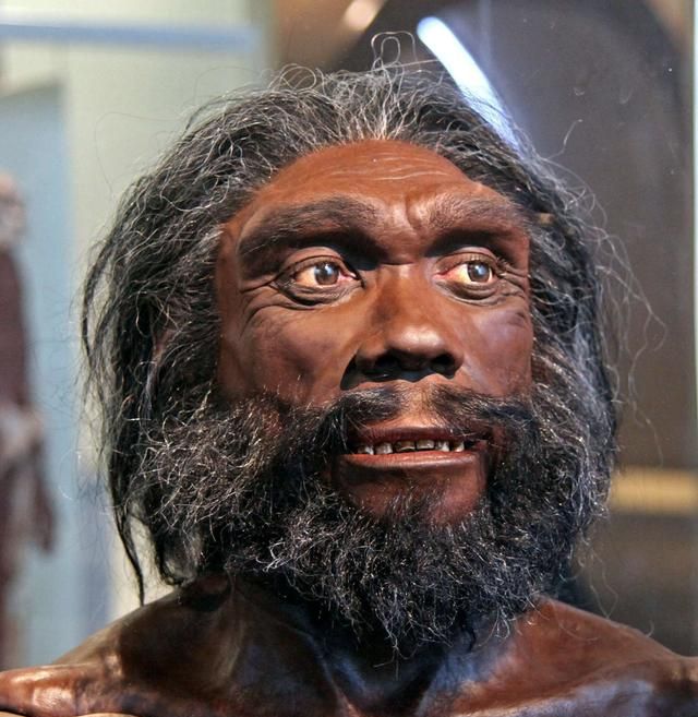 他们去哪儿了?|去哪儿|直立人|智人_新浪新闻