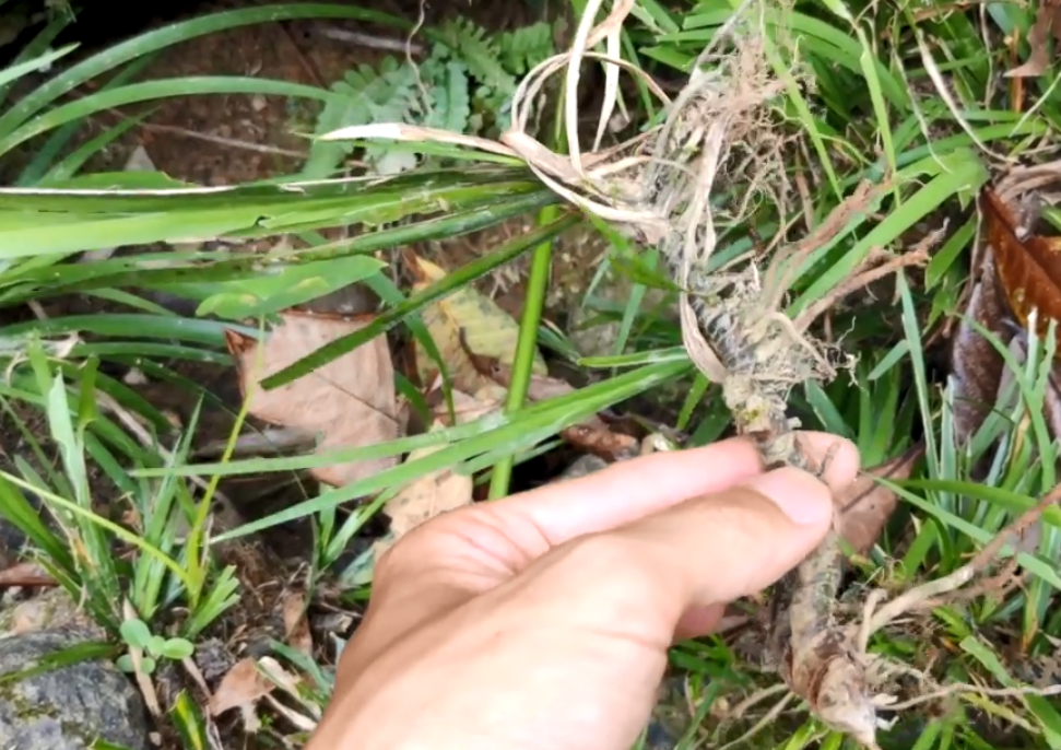 山沟里长着"水蜈蚣",根茎入药价值珍贵,对健忘耳聋很有帮助!
