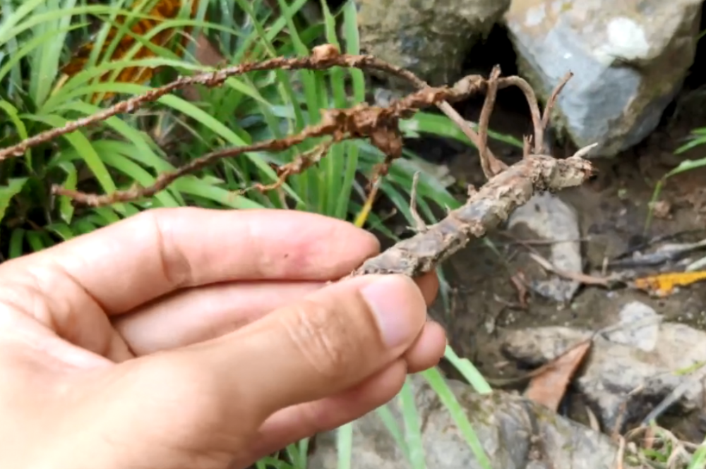 山沟里长着"水蜈蚣",根茎入药价值珍贵,对健忘耳聋很有帮助!