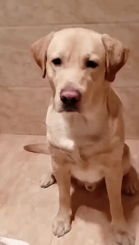 田园|狗狗|伯恩山_新浪新闻