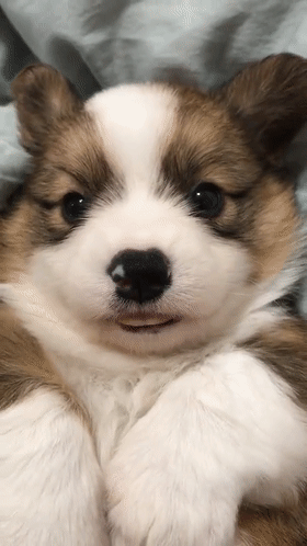 柯基小时候长大后.萨摩耶小时候长大后.金毛小时候长大后.