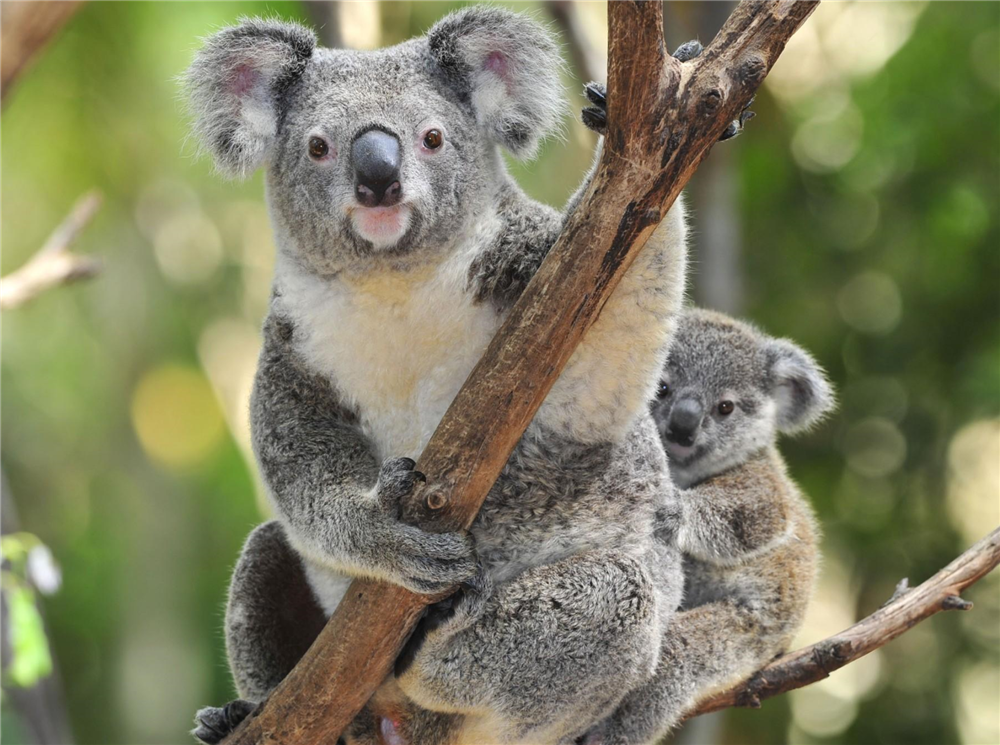 澳洲森林大火肆虐树袋熊坐路上找人讨水喝还献吻以表谢意