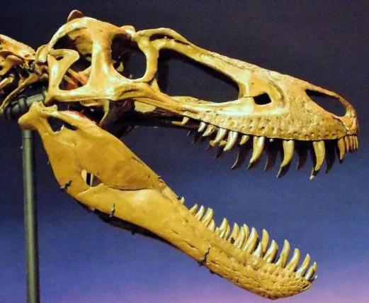 牙齿如刀片幼年霸王龙行动敏捷化石显示它们同样飞扬跋扈