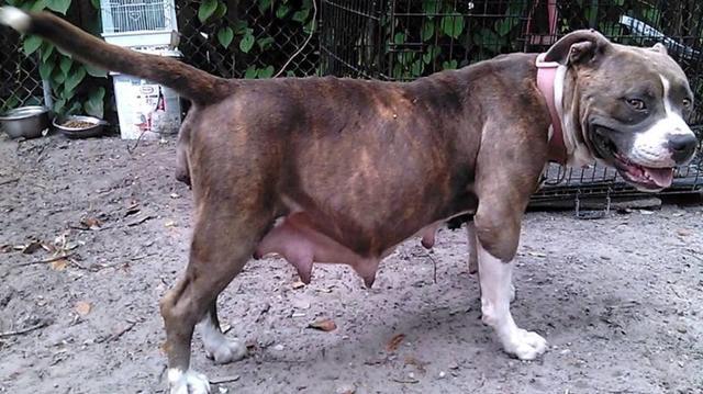 母狗体型膨胀是养膘还是怀孕狗狗怀孕有这些症状主人要注意