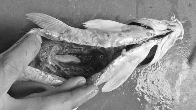 钓鱼时买了条鲤鱼回家,刚养了两周就死了,200块就这样没了