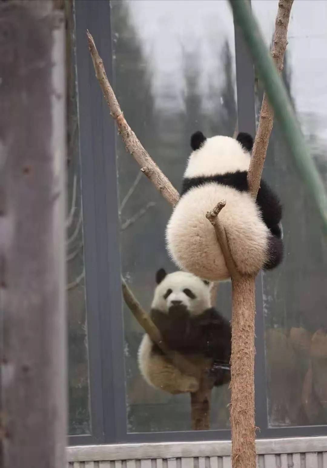 大熊猫出生时为何比小老鼠还小