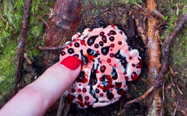 旅游团野外发现会流血的蘑菇,没想到导游的话让众人疯抢!