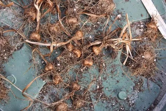 极具热带风情的雄黄兰,在北方还能养成盆栽,鳞茎可不