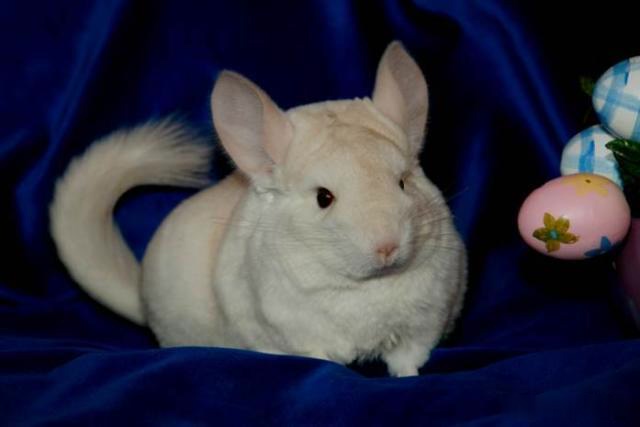 电影中的龙猫其实真实存在不过不是猫更不是龙而是这种动物