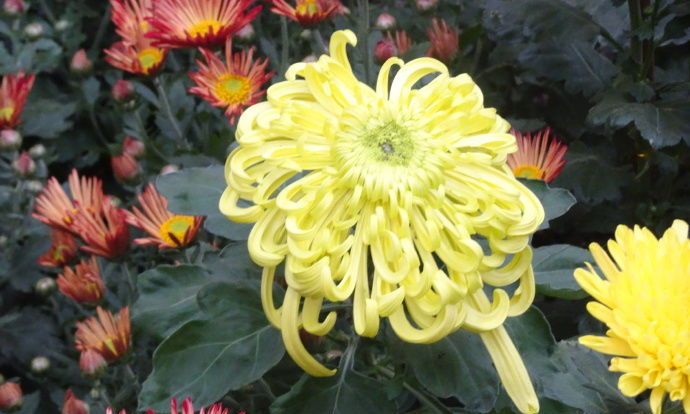 喜欢菊花,不如养盆"十大名菊"黄石公,似玉龙飞天,飘逸洒脱