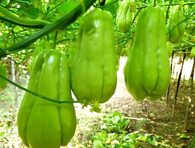 提到这种瓜,其产量十分高,人称"千斤瓜",一亩获利上万元,在过去,农民